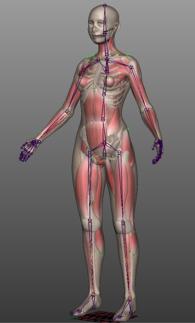 анатомическая модель скилета с мышцами для анимации