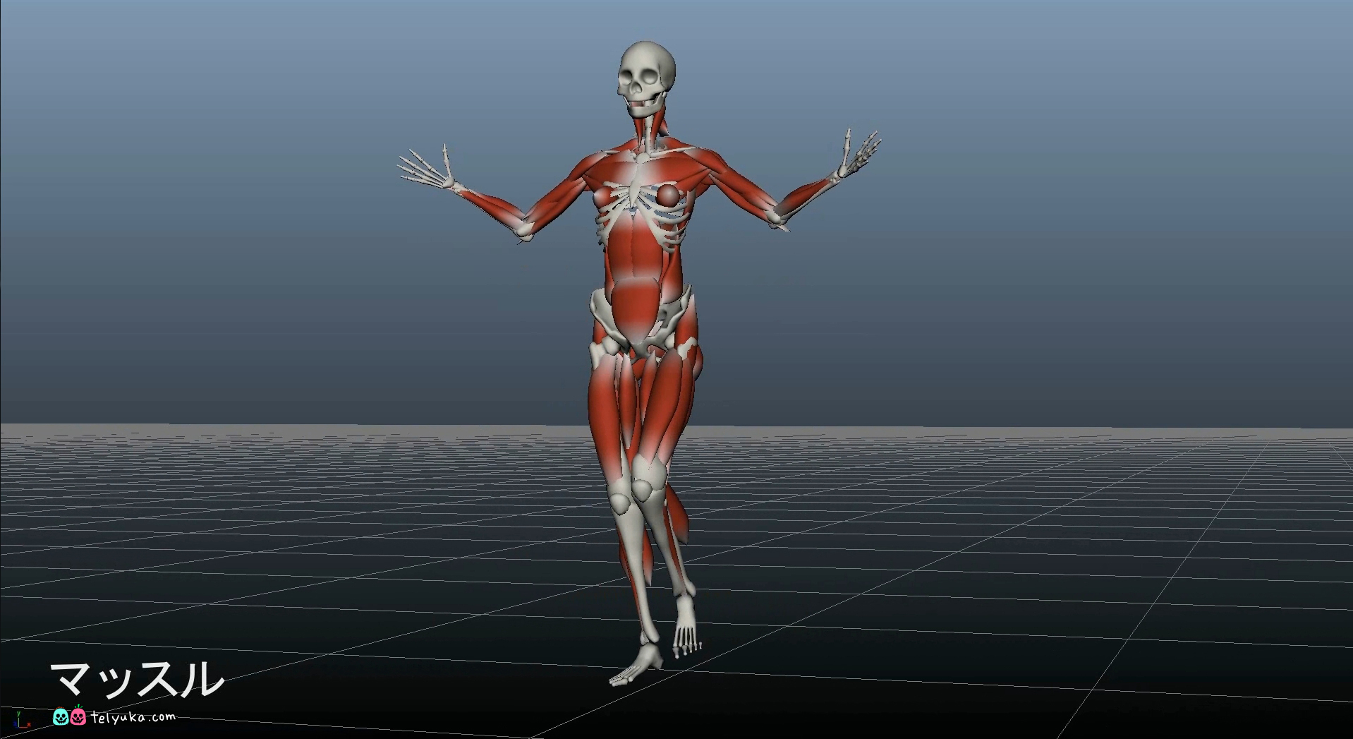 Анатомический скилет с мышцами для анимации, скриншот из 3DSMax